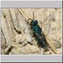 X Trichrysis cyanea - Goldwespe 03d 6mm OS-Wallenhorst-Tongrube-Lehmwand - det.jpg